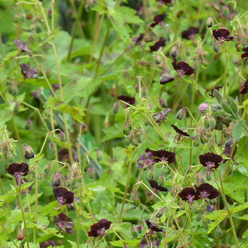 Geranio phaeum Angelina - Geranio vivaz (Floración)