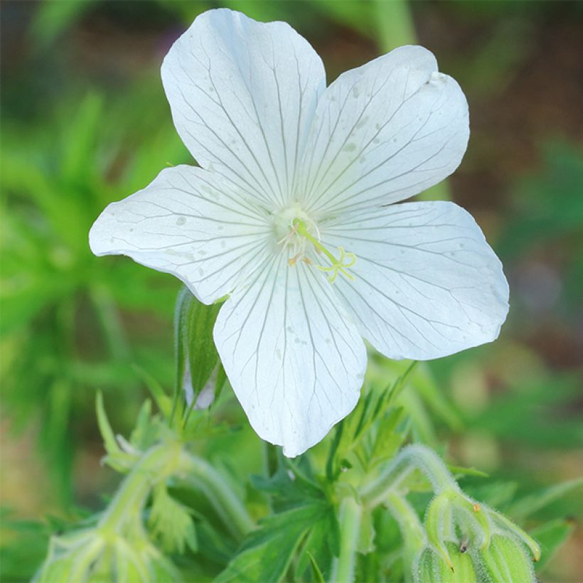 Geranio de prado Galactic - Geranium pratense (Floración)