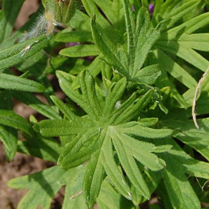 Geranio de sangre Compactum - Geranium sanguineum (Follaje)