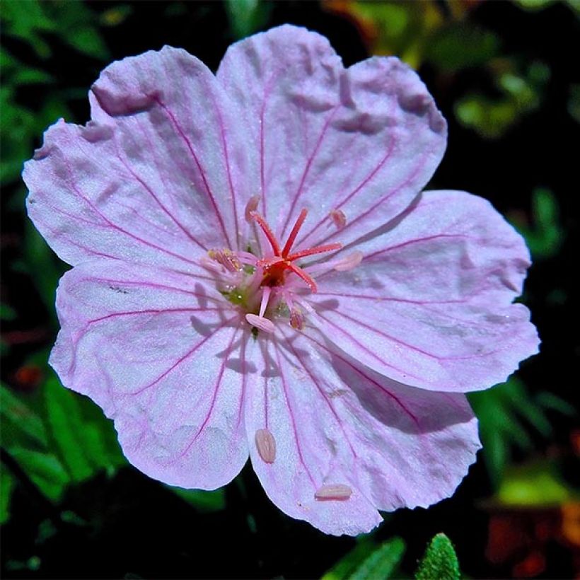 Geranio de sangre Compactum - Geranium sanguineum (Floración)