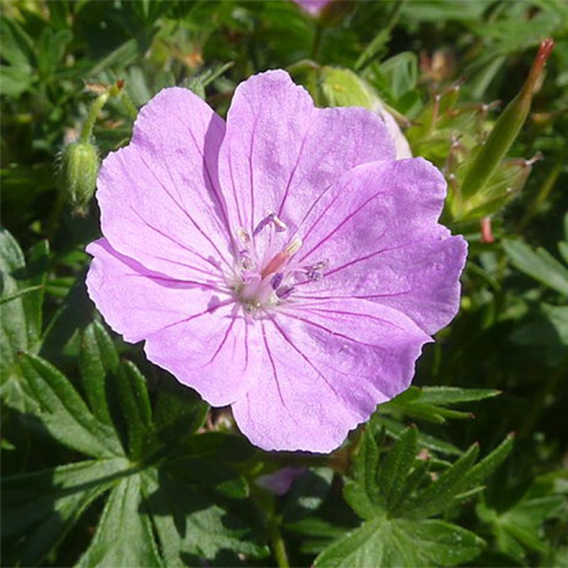 Geranio de sangre Elsbeth - Geranium sanguineum (Floración)