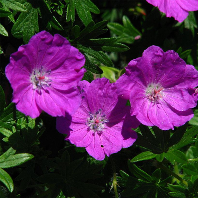 Geranio de sangre Max Frei - Geranium sanguineum (Floración)