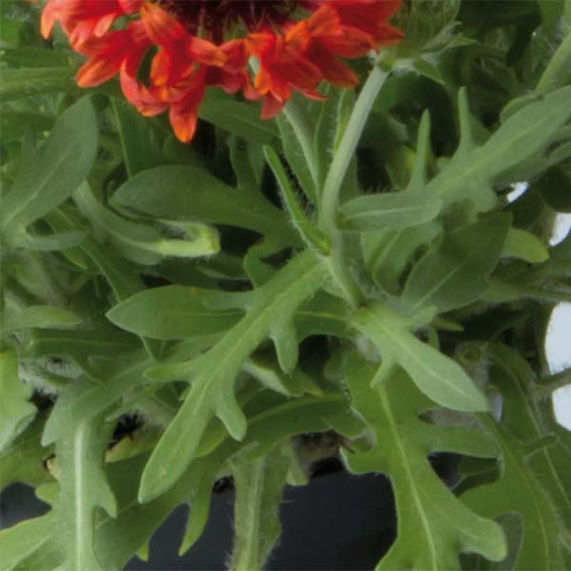 Gaillardia Fanfare Blaze (Follaje)