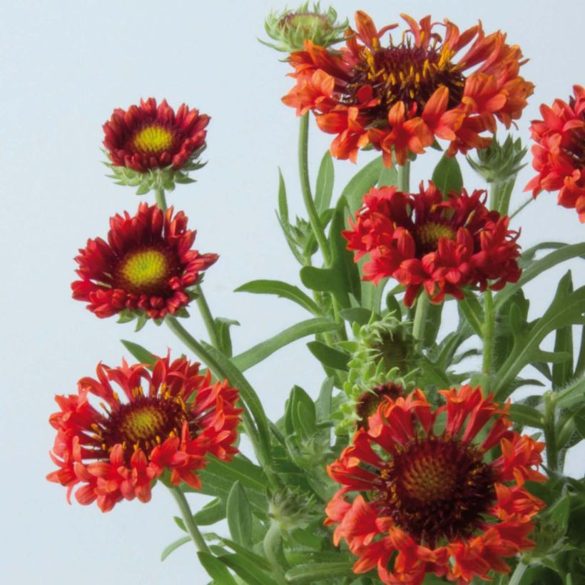 Gaillardia Fanfare Blaze (Floración)