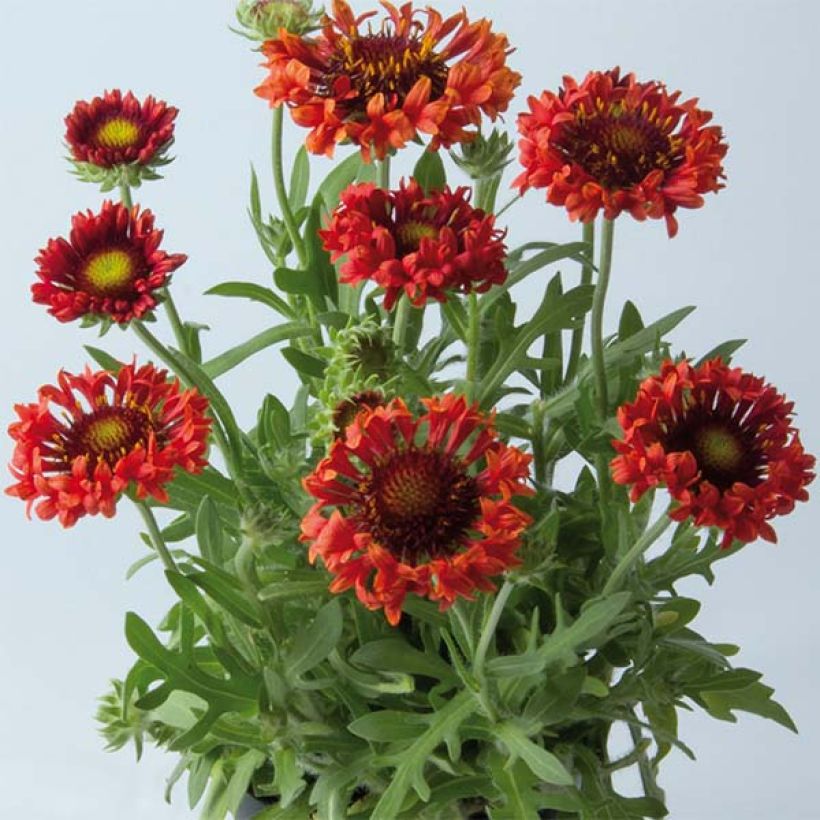 Gaillardia Fanfare Blaze (Porte)