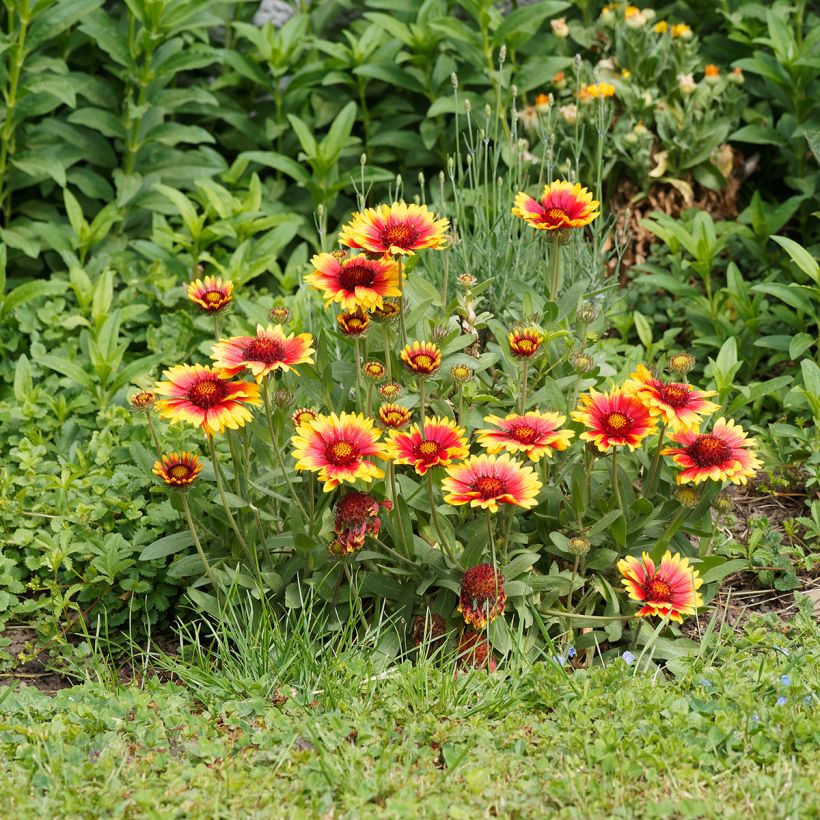 Gaillardia grandiflora Kobold (Porte)