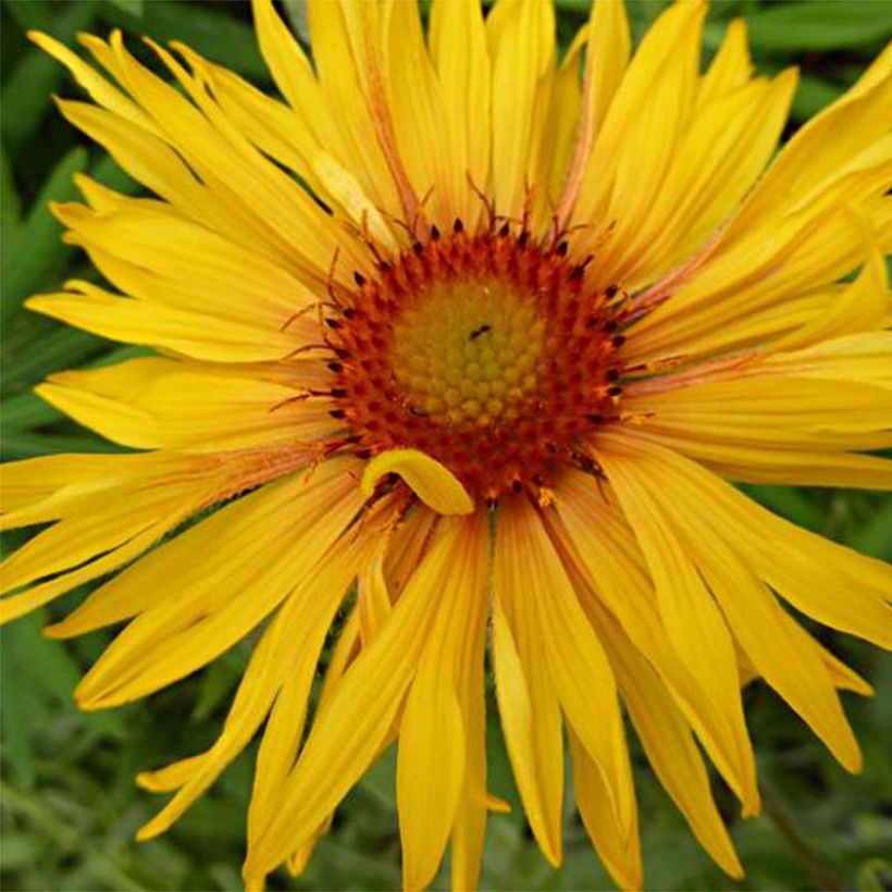 Gaillardia aristata Amber Wheels (Floración)