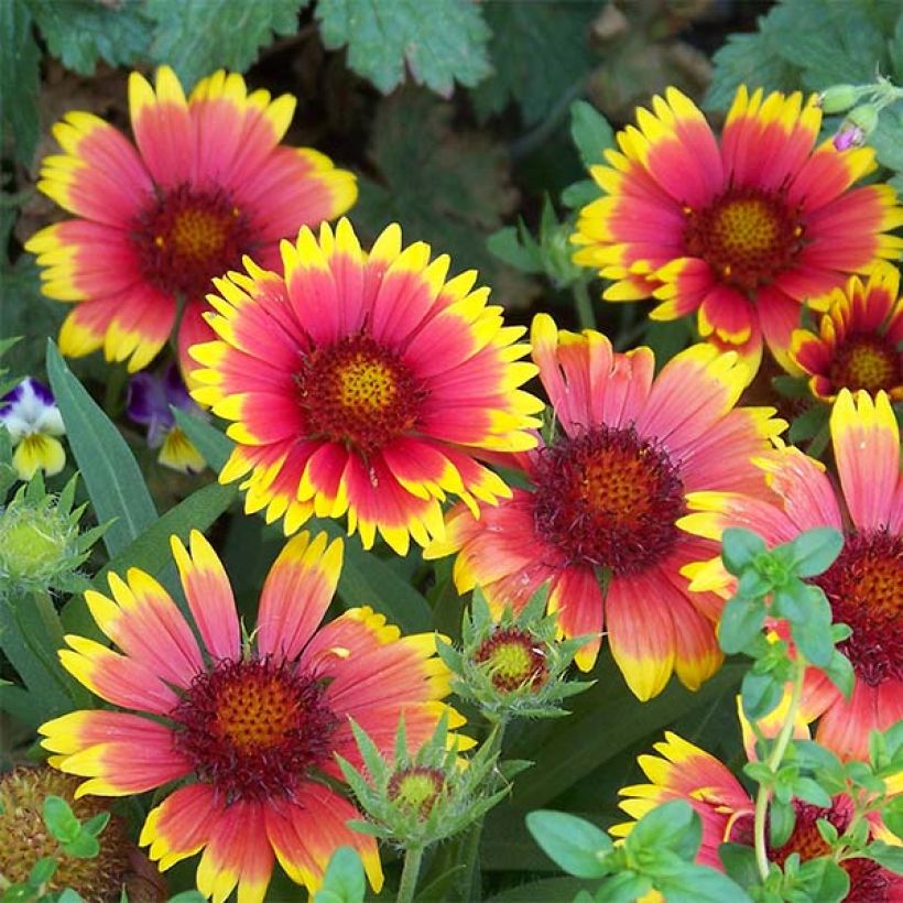 Gaillardia Lutin (Floración)