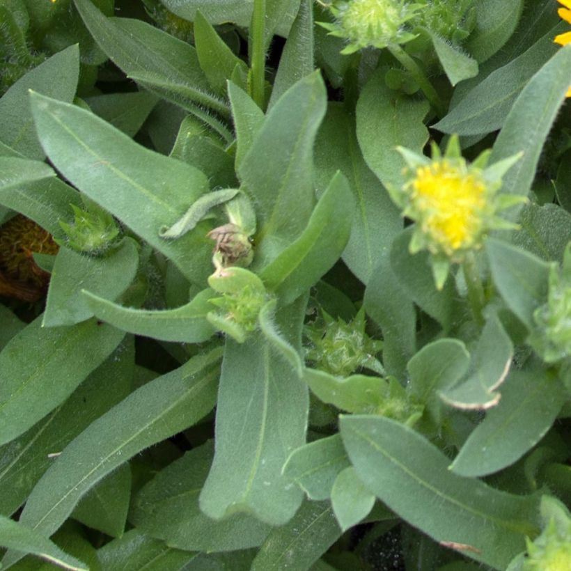 Gaillardia grandiflora Mesa Yellow (Follaje)