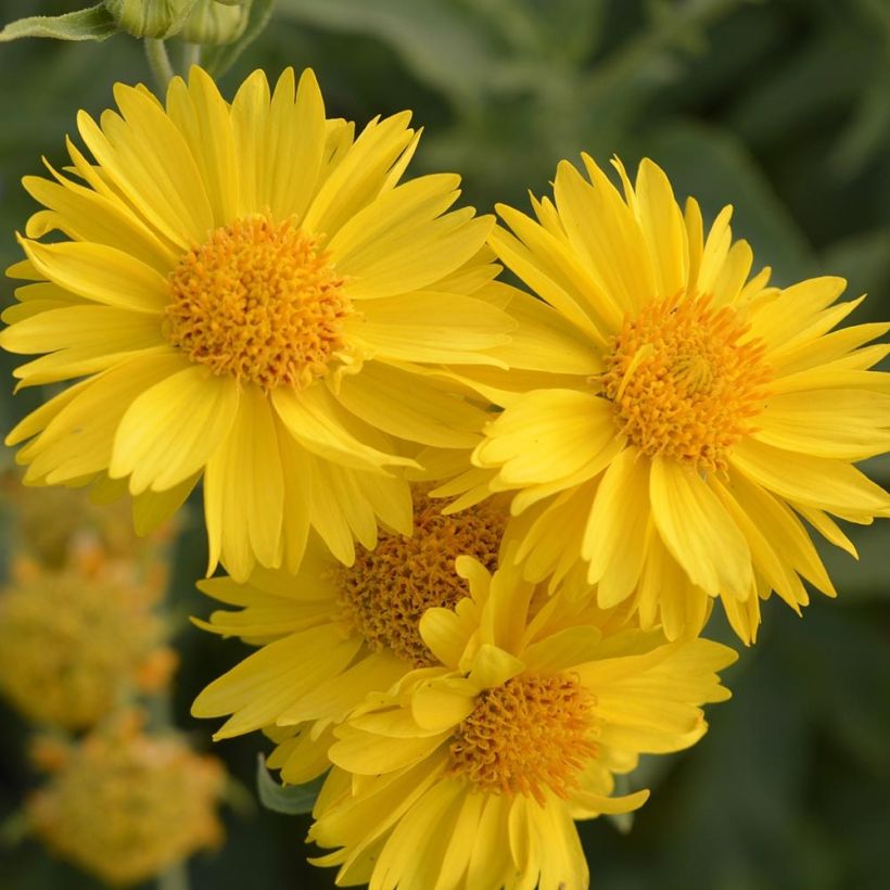 Gaillardia grandiflora Mesa Yellow (Floración)