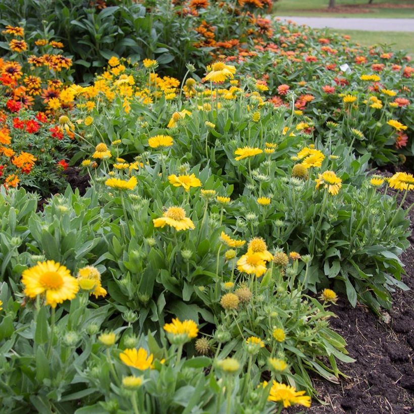 Gaillardia grandiflora Mesa Yellow (Porte)