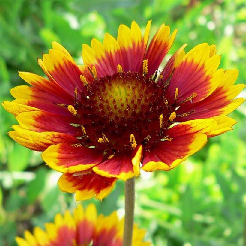 Gaillardia Royale (Floración)