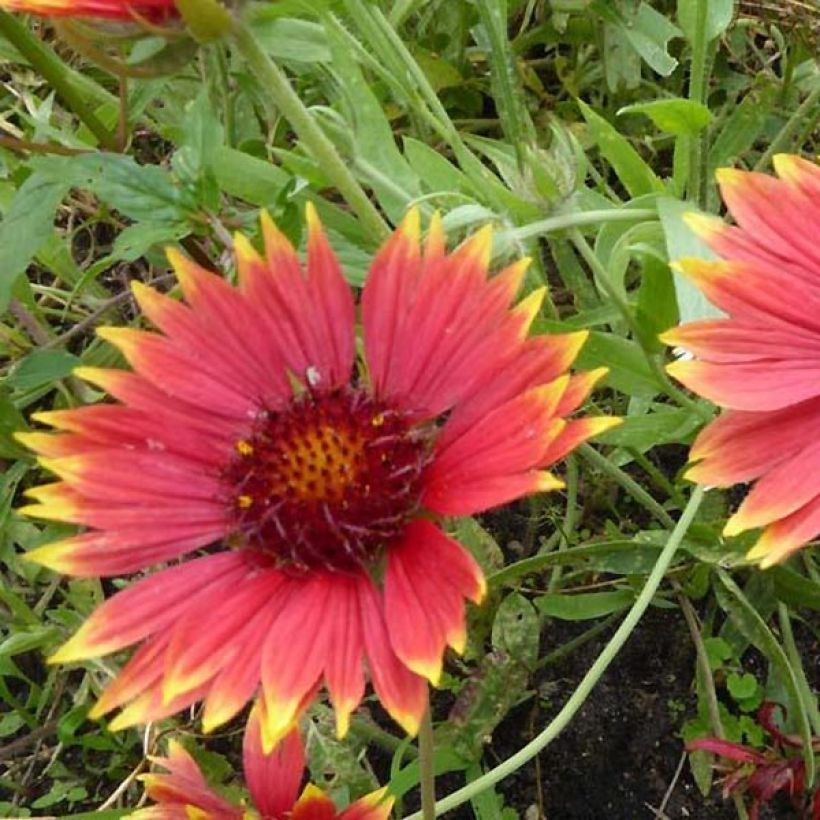 Gaillardia grandiflora Tokayer (Floración)