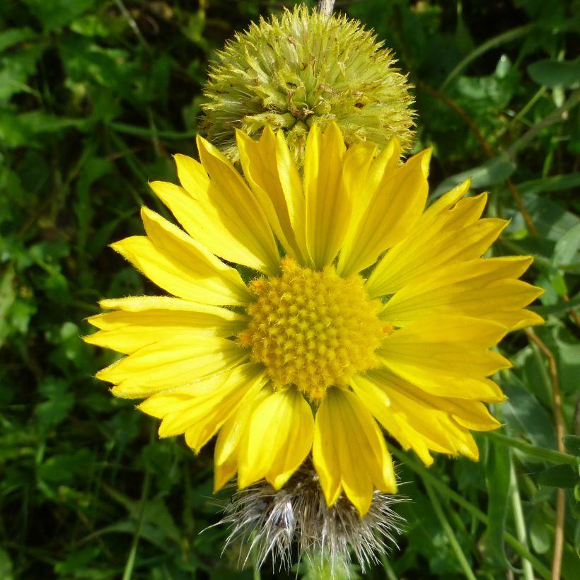 Gaillardia aristata Maxima Aurea (Floración)