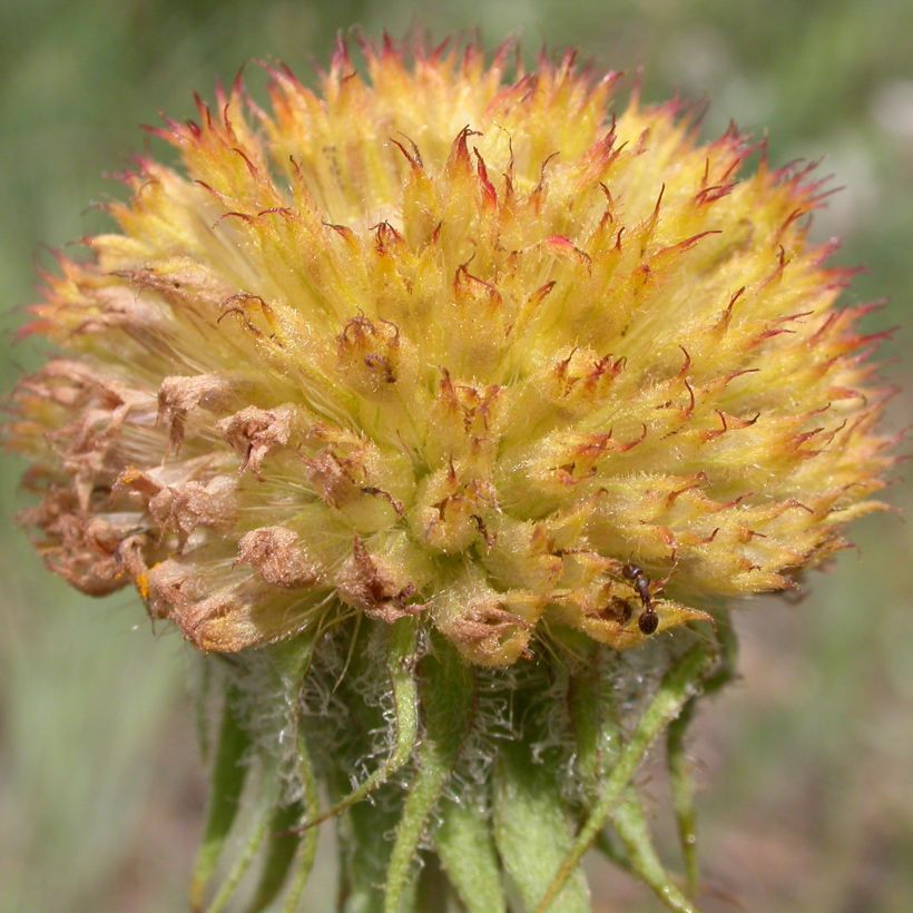 Gaillardia aristata Maxima Aurea (Cosecha)