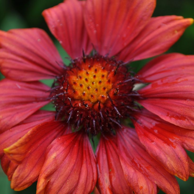 Gaillardia grandiflora Burgunder (Floración)