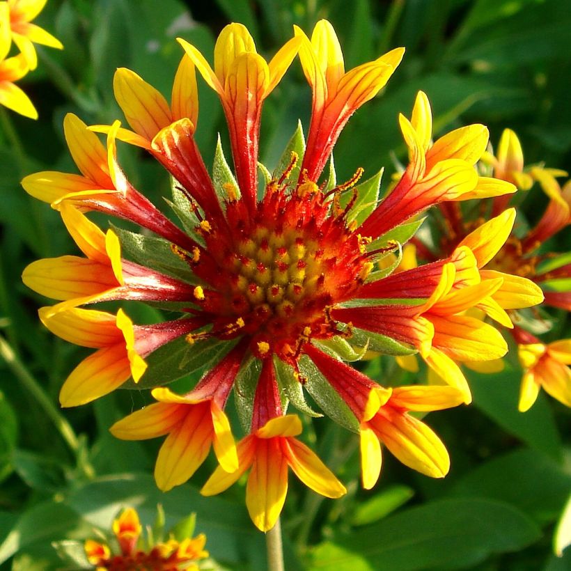 Gaillardia grandiflora Fanfare (Floración)