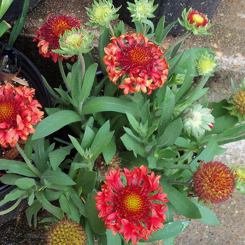 Gaillardia grandiflora Fanfare (Porte)