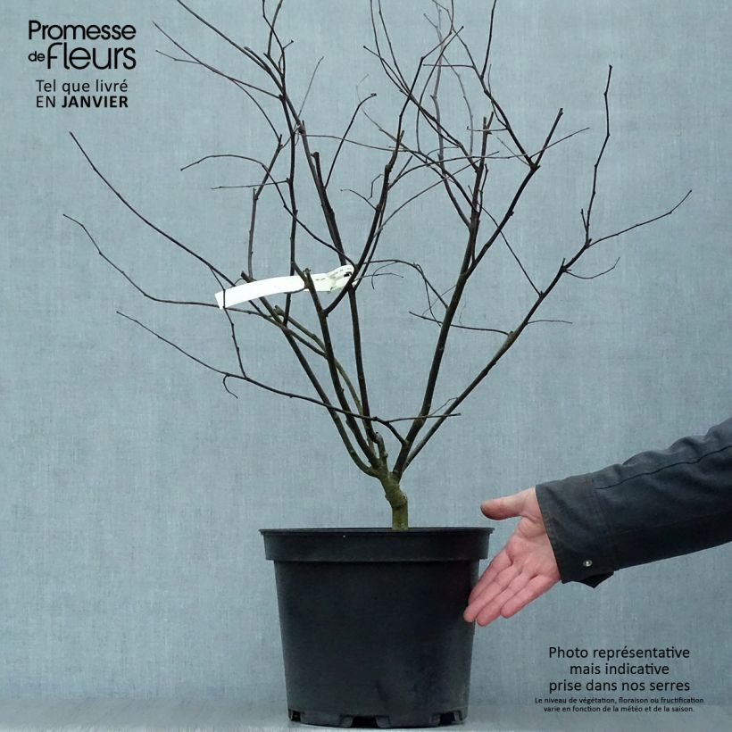 Gainier du Canada - Cercis canadensis Red Force en pot de 7,5/10L Ejemplar entregado en invierno