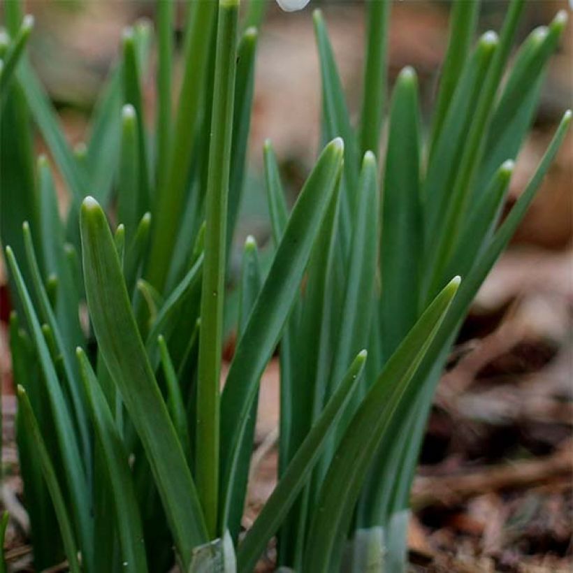 Galanthus nivalis - Campanilla de invierno (Follaje)