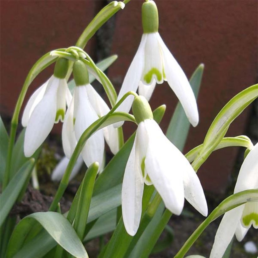 Galanthus nivalis - Campanilla de invierno (Floración)