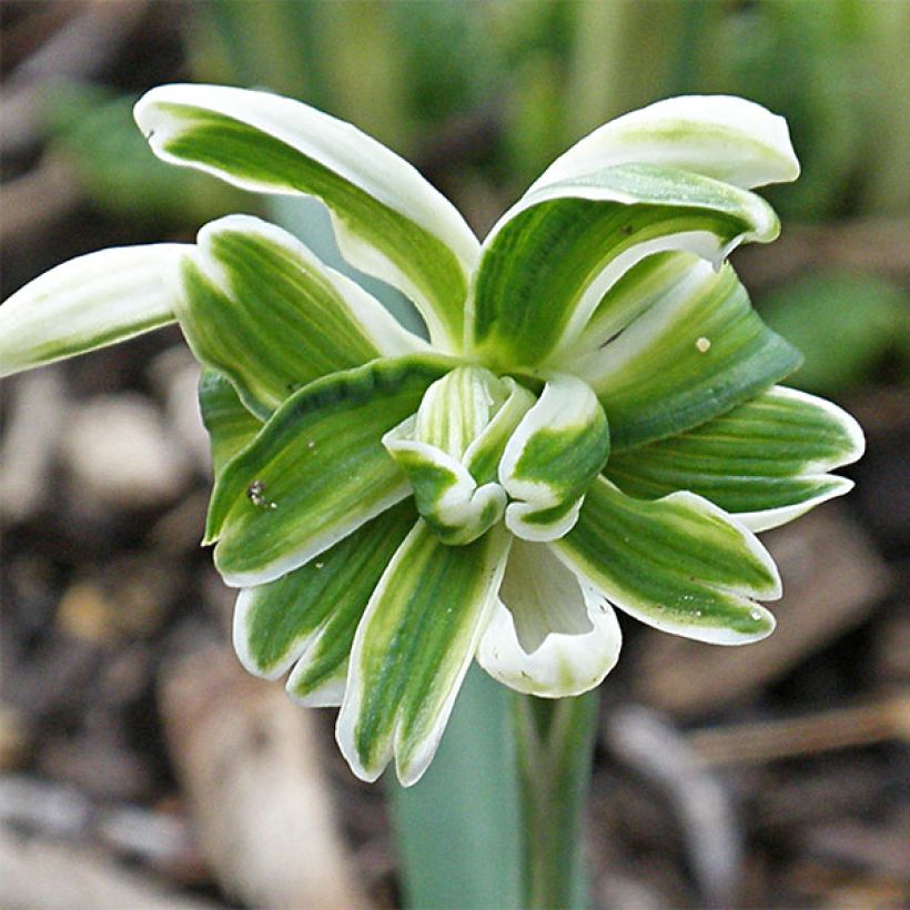 Perce-neige double - Galanthus nivalis Blewbury Tart (Floración)