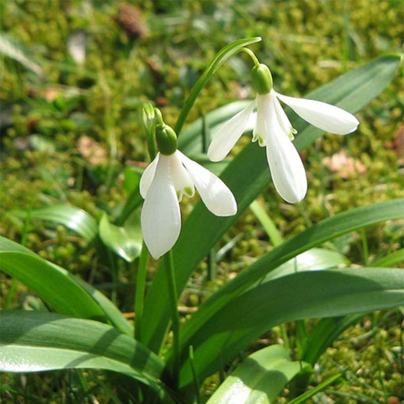 Galanthus woronowii - Campanilla de invierno (Floración)