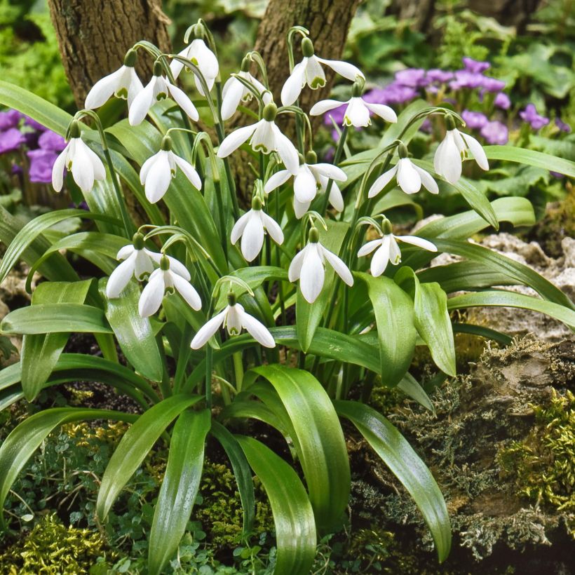 Galanthus woronowii - Campanilla de invierno (Porte)