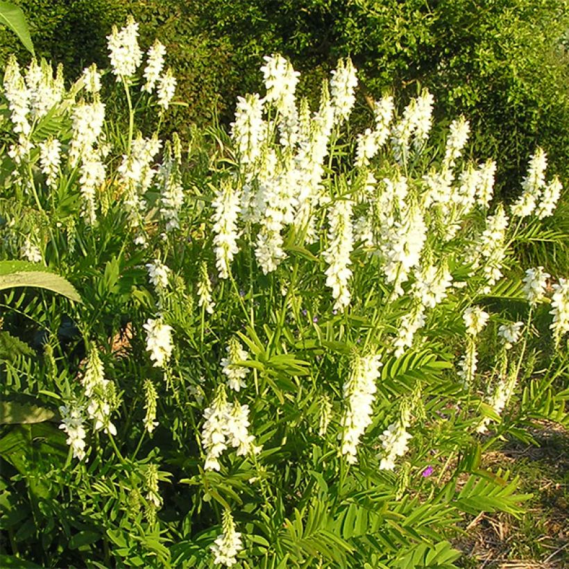 Galega hartlandii Alba (Floración)