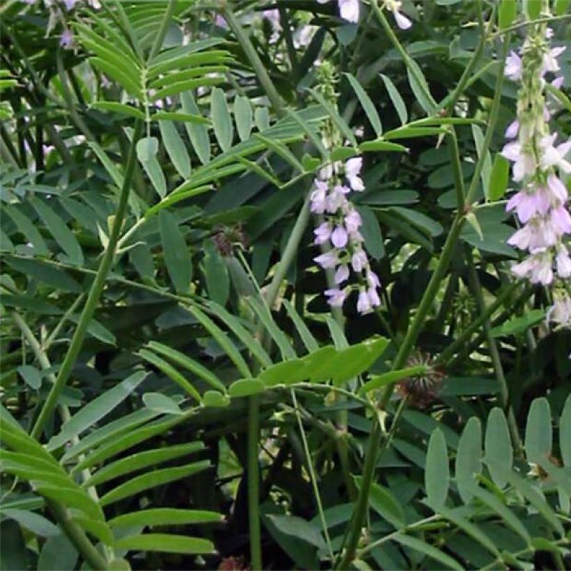 Galega officinalis - Galega (Follaje)