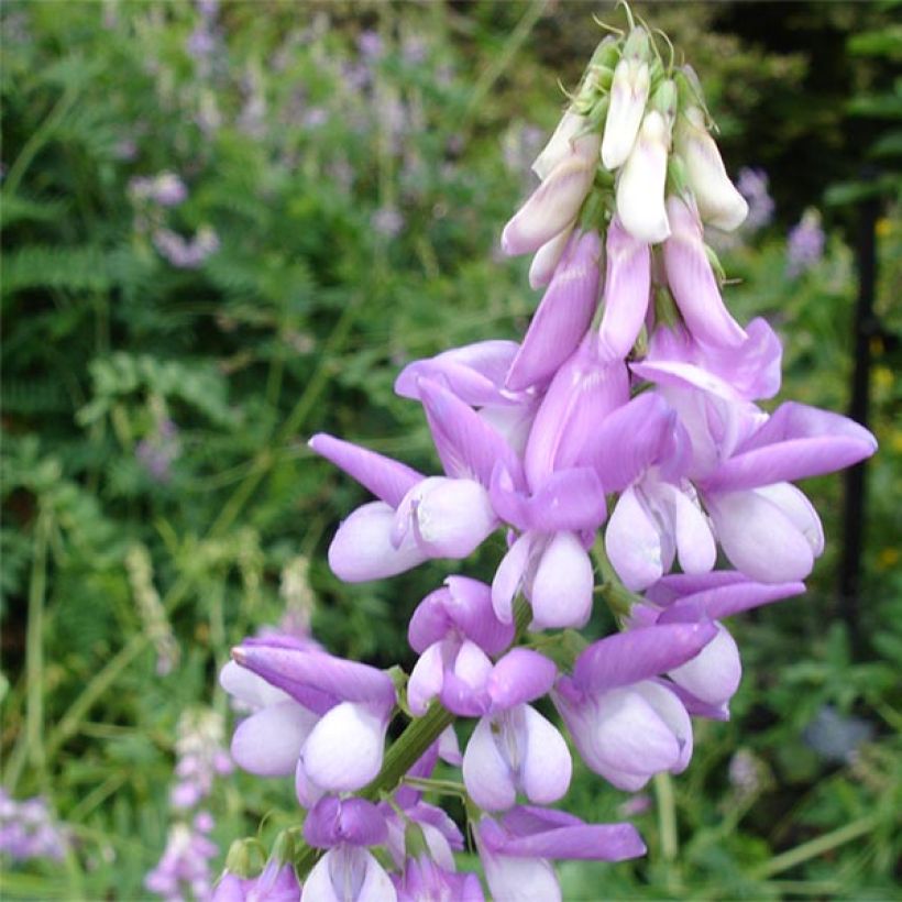 Galega officinalis - Galega (Floración)