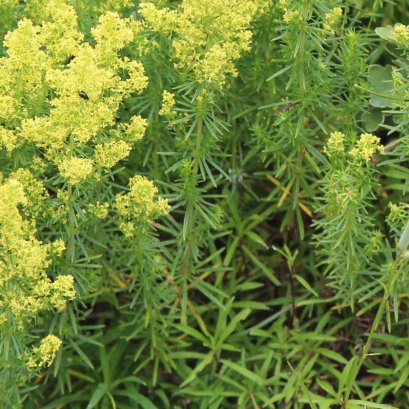 Galium verum - Cuajaleche (Follaje)