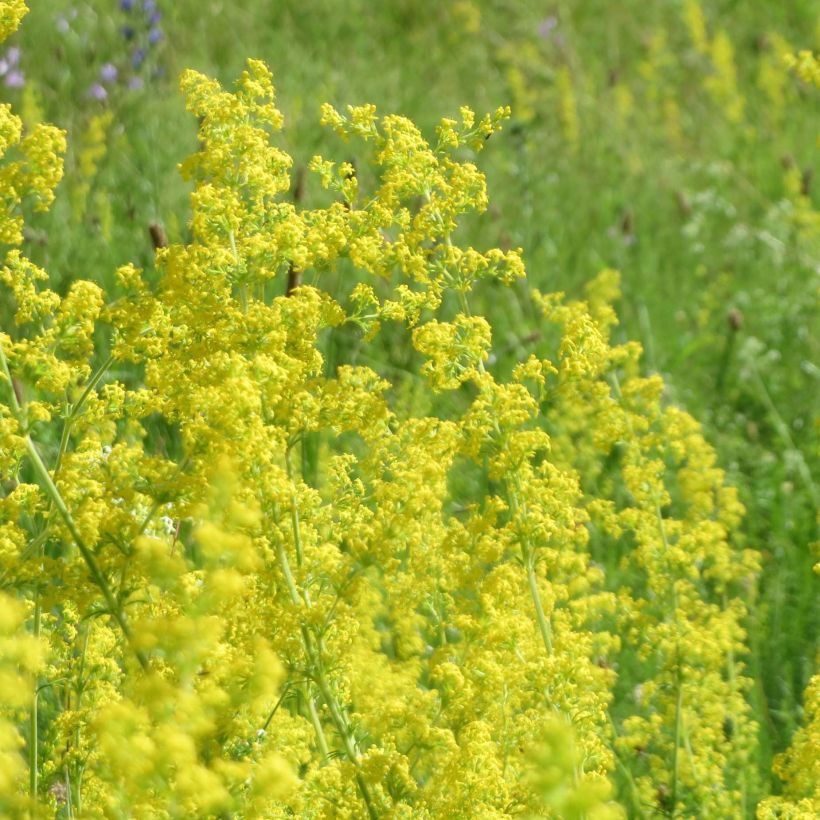 Galium verum - Cuajaleche (Floración)