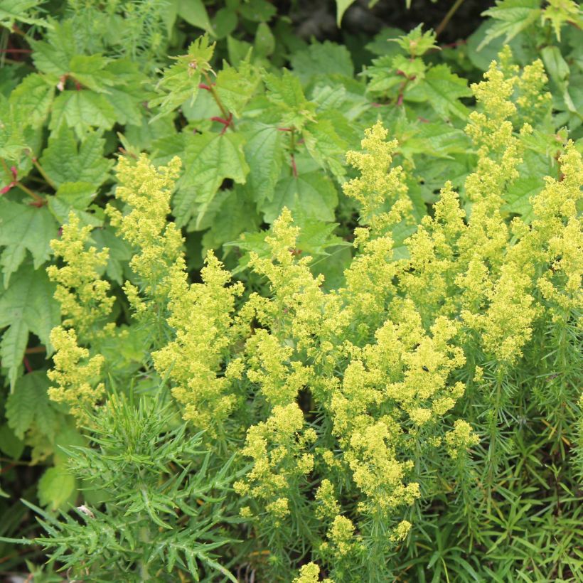 Galium verum - Cuajaleche (Porte)