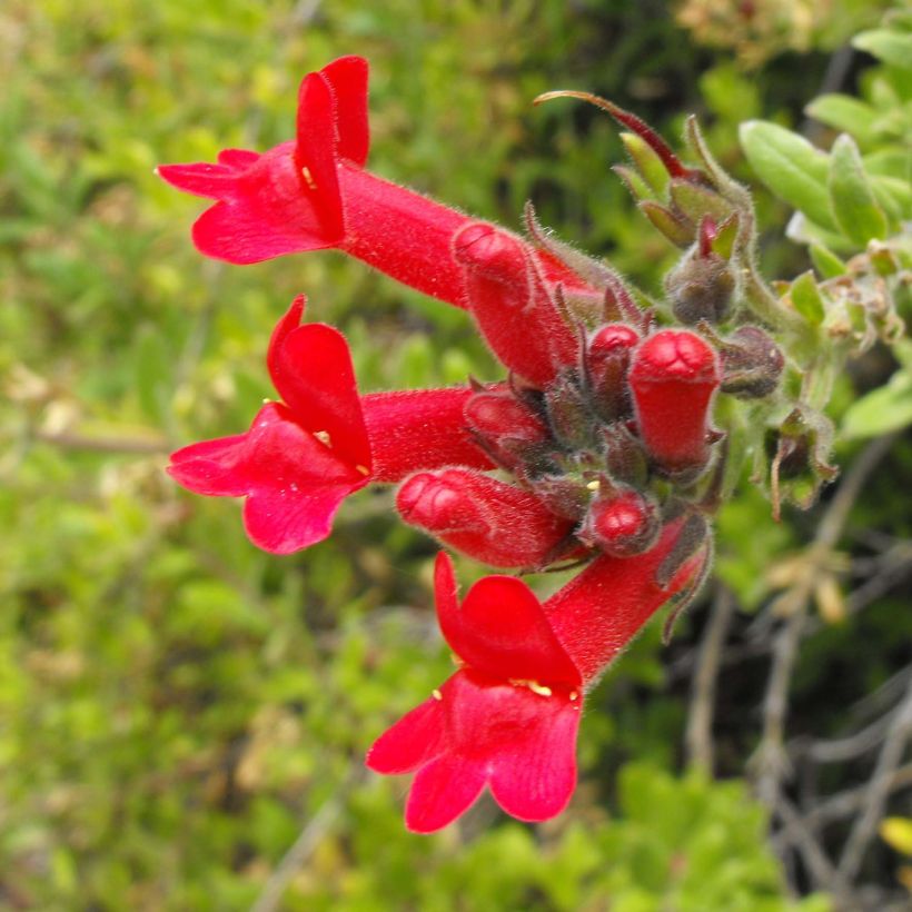 Galvezia speciosa (Floración)