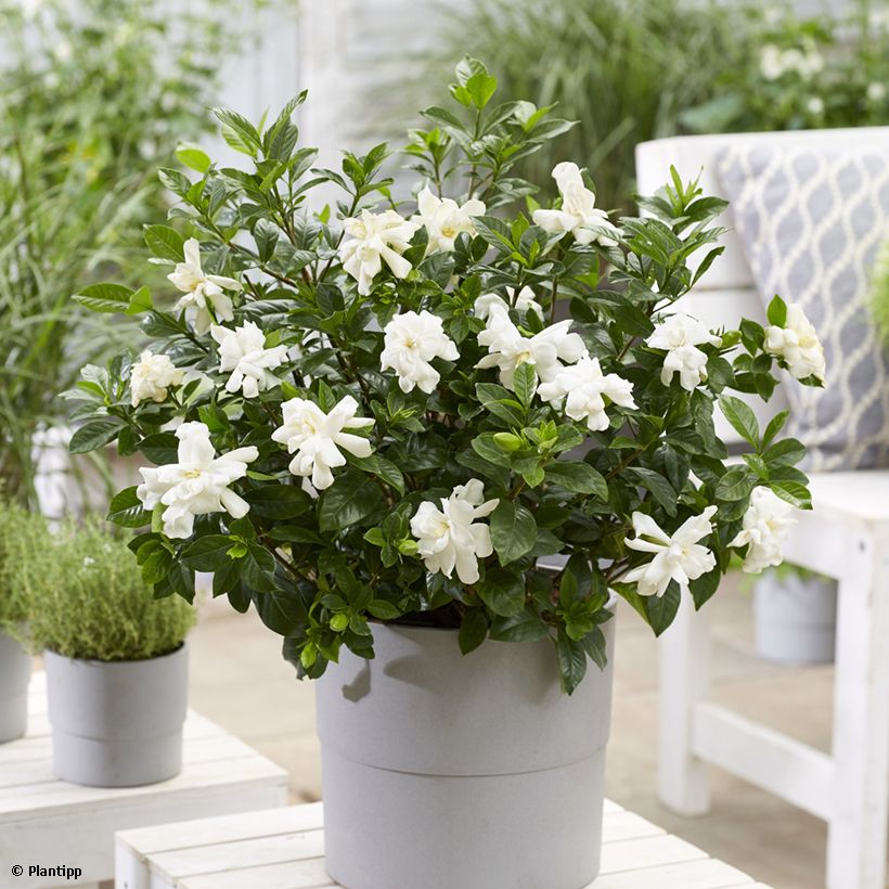 Gardenia jasminoides Double Diamonds (Porte)