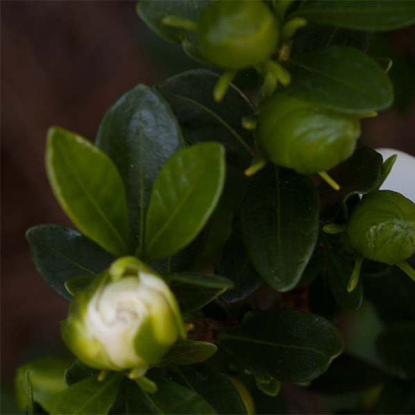 Gardenia jasminoides Double Mint (Follaje)