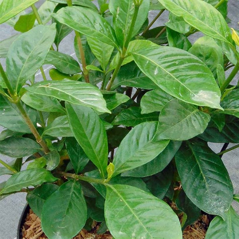 Gardenia jasminoides Perfumed Petticoats (Follaje)