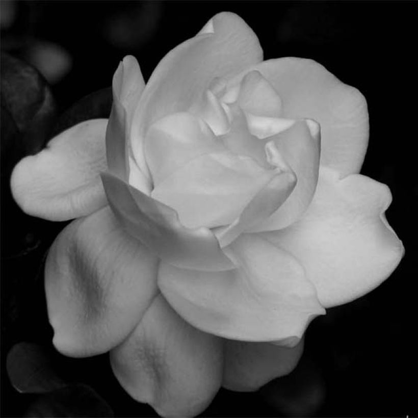 Gardenia jasminoides Perfumed Petticoats (Floración)