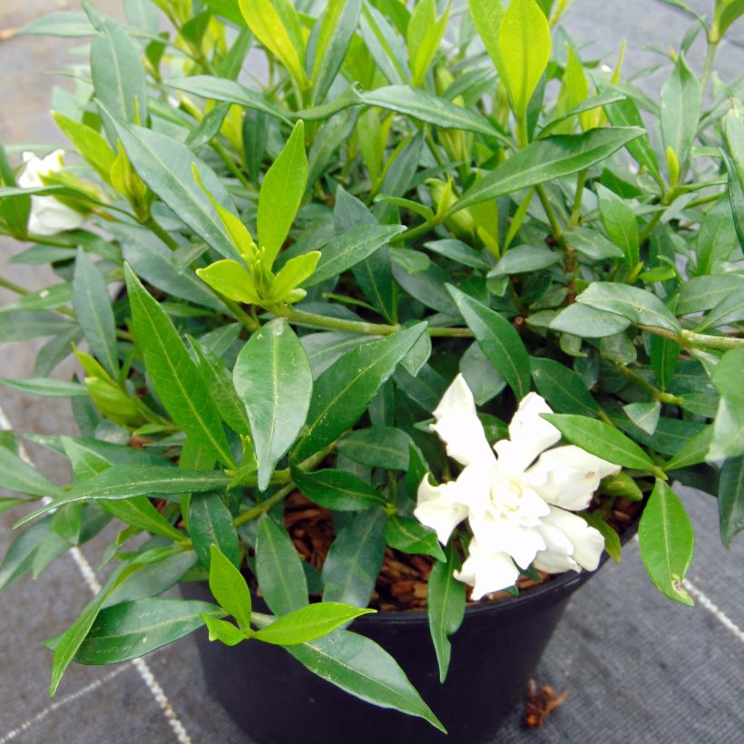 Gardenia jasminoides Perfumed Petticoats (Porte)