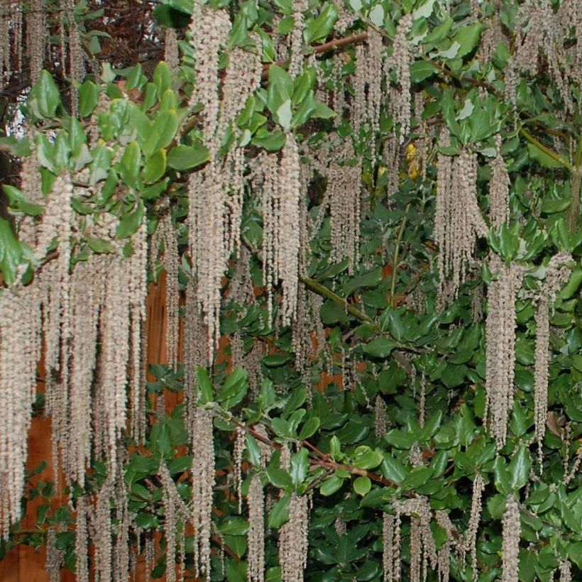 Garrya elliptica James Roof (Floración)