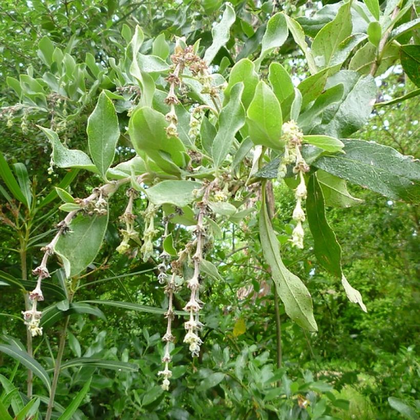 Garrya thuretii (Floración)