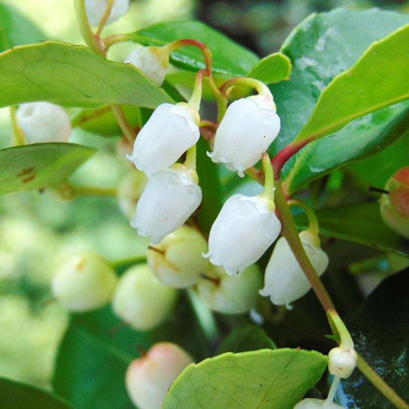 Gaultheria procumbens - Ebúrnea (Floración)