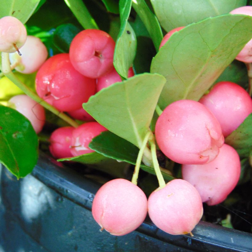 Gaultheria procumbens - Ebúrnea (Cosecha)