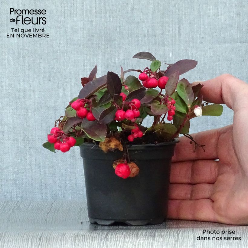 Ejemplar de Gaultheria procumbens - Gaulthérie couchée en en pot de 9cm entregado en otoño