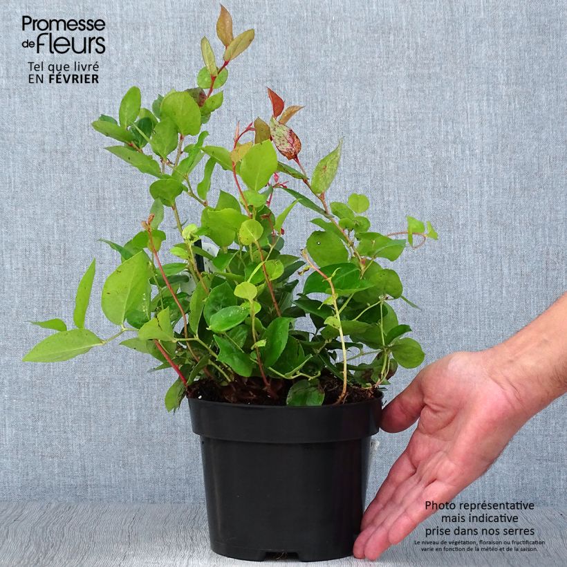 Ejemplar de Gaultheria shallon Pot de 2L/3L entregado en otoño