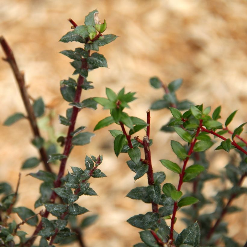 Pernettya mucronata - Pernetia (Follaje)