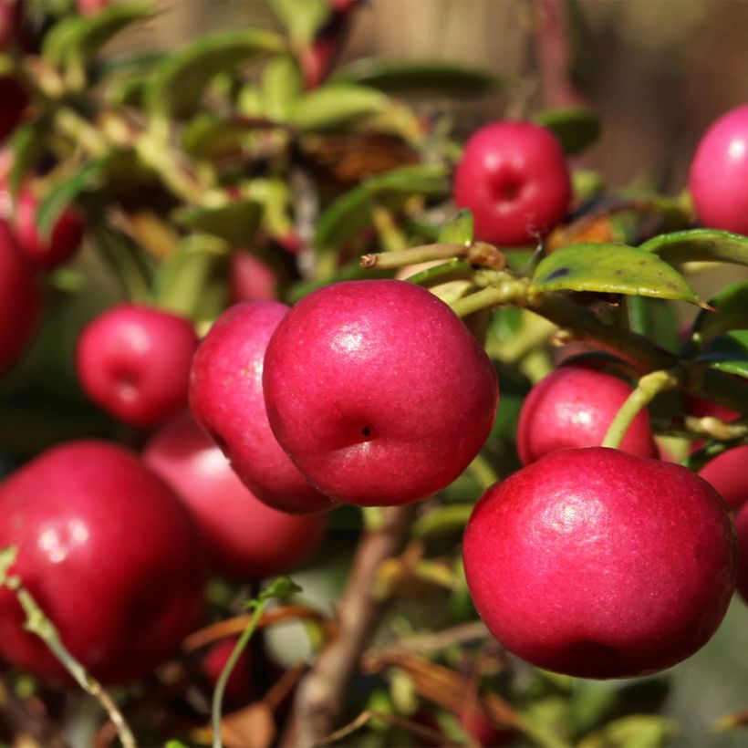 Pernettya mucronata - Pernetia (Cosecha)