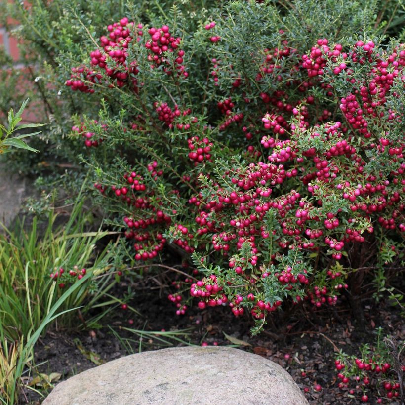 Pernettya mucronata - Pernetia (Porte)