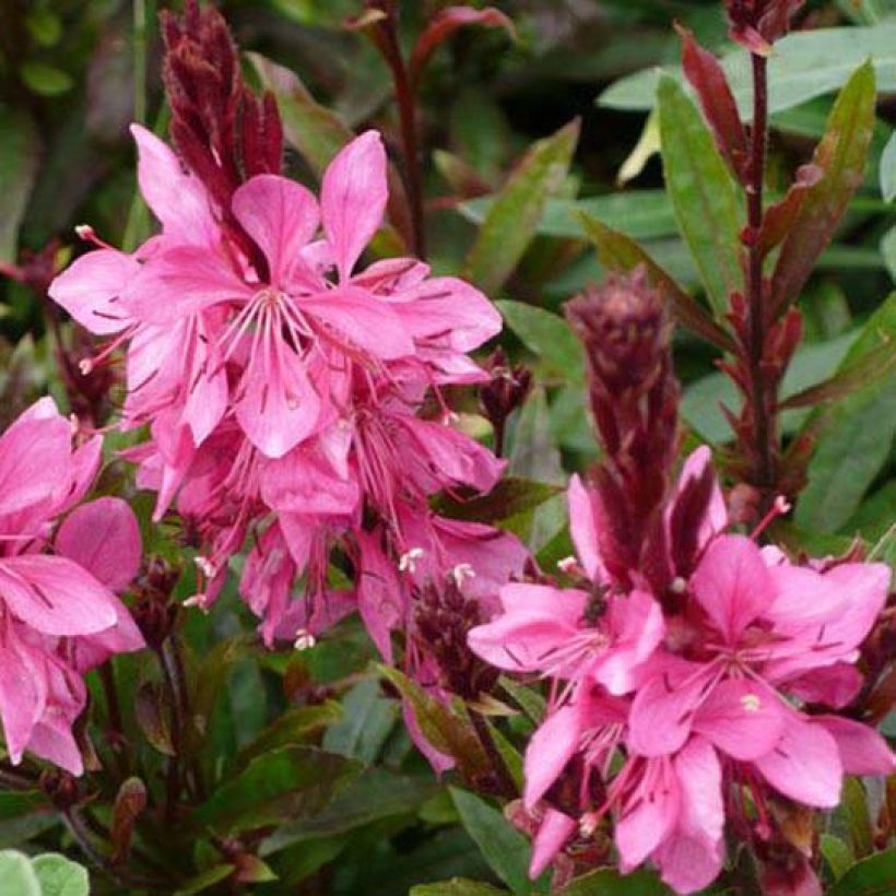 Gaura lindheimeri Crimson Butterfly (Floración)